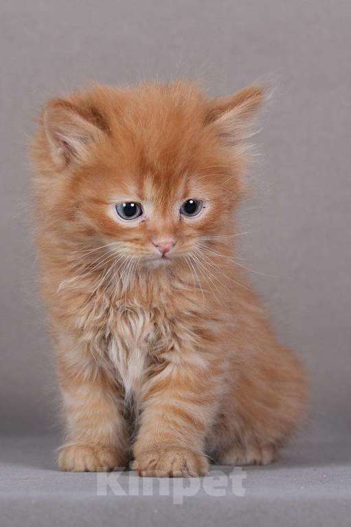 Кошки в Ливны: Рыжие сибирские котята, 9 000 руб. - фото 1