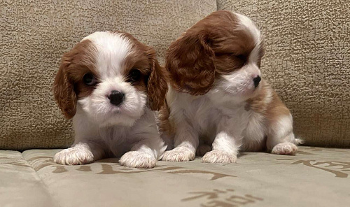 Объявление: Кавалер Кинг Чарльз детки., 80 000 руб., Москва