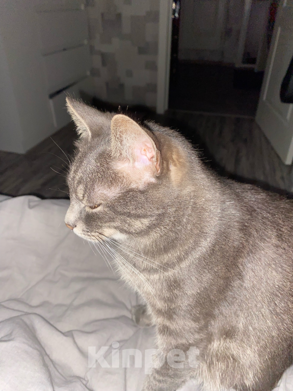 Кошки в Костроме: Отдадим в добрые руки❤️ Мальчик, Бесплатно - фото 5