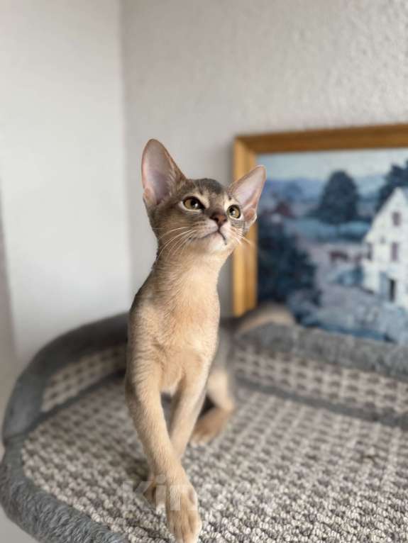 Кошки в Санкт-Петербурге: Абиссинский котенок, голубого окраса с документами Мальчик, 30 000 руб. - фото 2