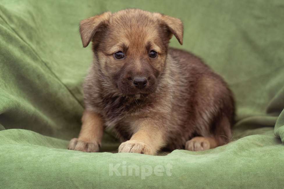 Собаки в Москве: щенок Коржик в добрые руки Мальчик, Бесплатно - фото 3
