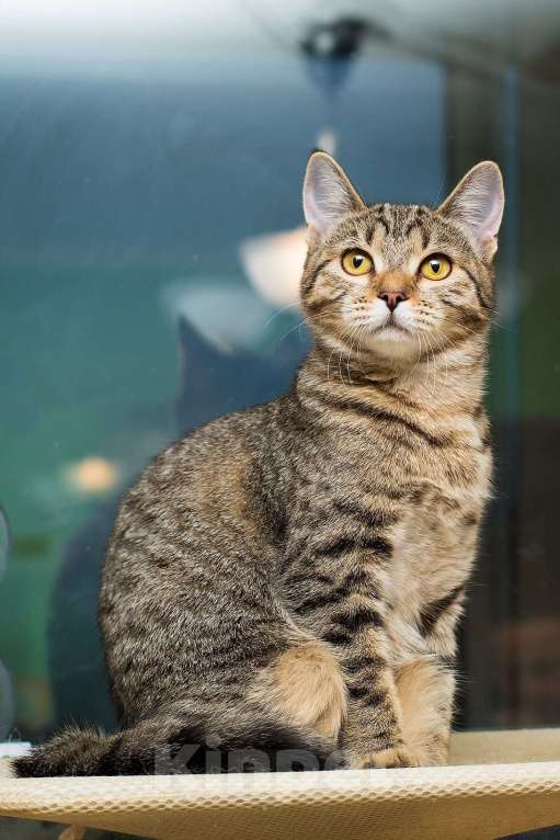 Кошки в Москве: Полосатая молодая серая кошечка-подросток Марфа в дар Девочка, 1 руб. - фото 1