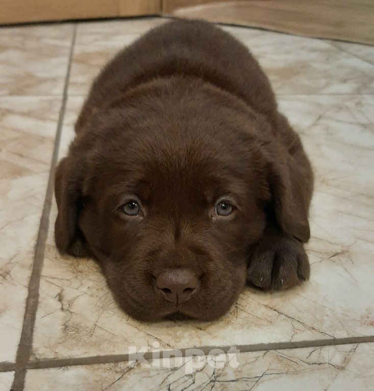 Собаки в Курске: Лабрадор-Ретривер, щенок  Девочка, 60 000 руб. - фото 6