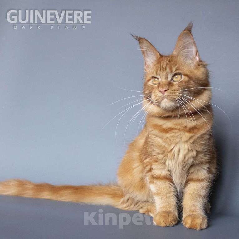 Кошки в других городах Воронежской области: Guinevere Dark Flame Девочка, 50 000 руб. - фото 3