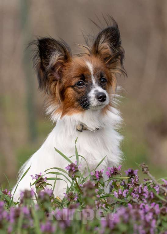 Собаки в Новороссийске: Продам щенка папийона (папильона) Мальчик, 60 000 руб. - фото 7