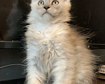 Кошки в Хабаровске: Котик полидакт Мальчик, 250 000 руб. - фото 4