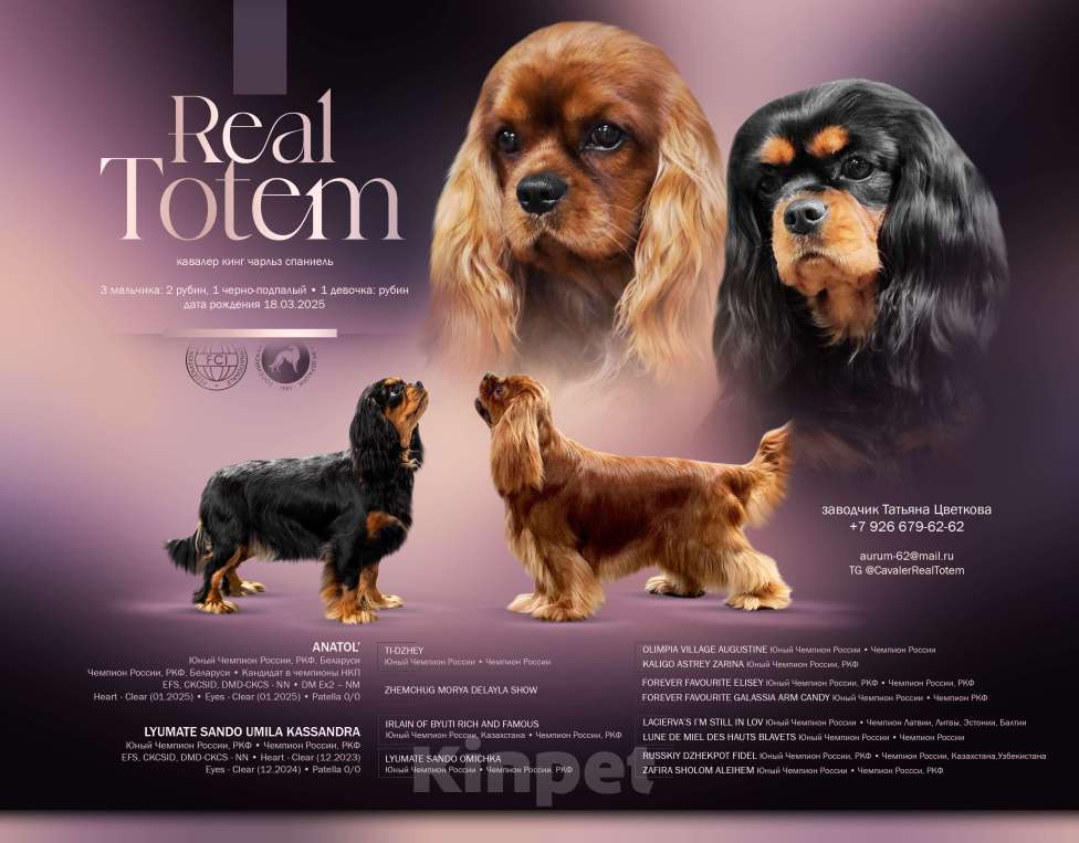 Собаки в Москве: Кавалер Кинг Чарлз Спаниель  девочка принцесса рубин Девочка, 90 000 руб. - фото 5