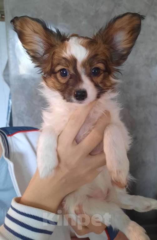 Собаки в Новокубанске: Щенок Папийона Девочка, 35 000 руб. - фото 4