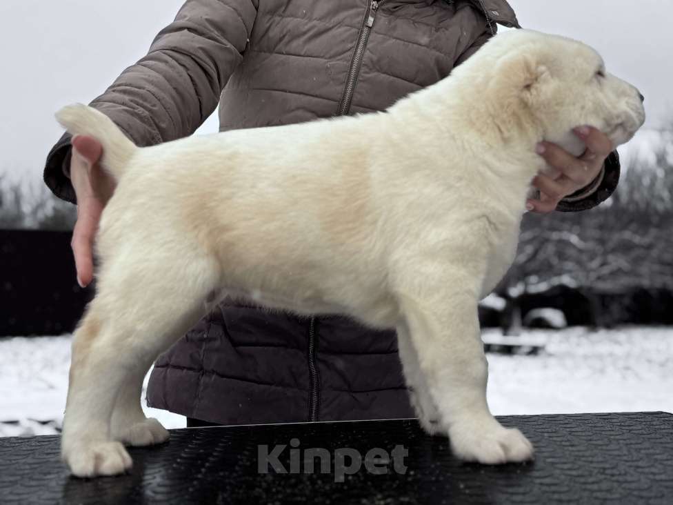 Собаки в Санкт-Петербурге: ЖАКУТ  Мальчик, 65 000 руб. - фото 6