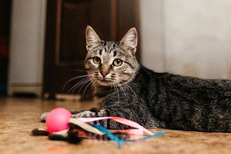 Кошки в Москве: Ручная Супер-кошь Тома Девочка, 1 руб. - фото 8