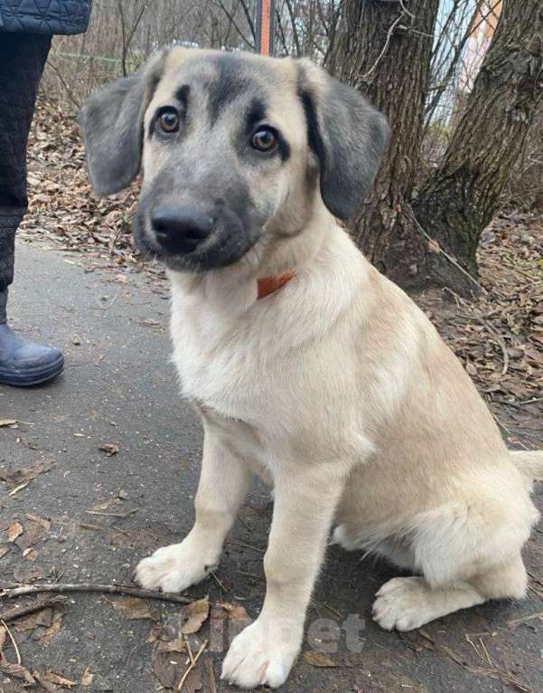 Собаки в Ногинске: Шаловливый щенок хорошему хозяину Мальчик, Бесплатно - фото 1