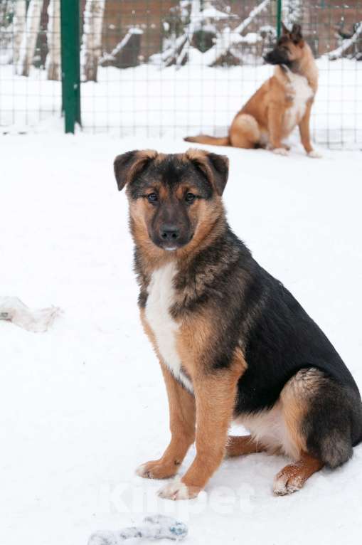 Собаки в Ногинске: Эва - ваша инвестиция в счастье! Девочка, Бесплатно - фото 4
