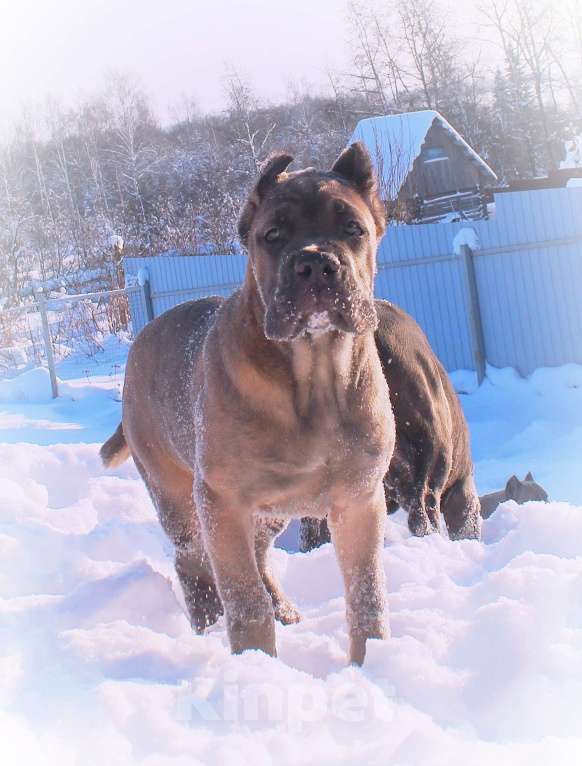 Собаки в Москве: Девочка корсо. Форментино Девочка, 120 000 руб. - фото 7