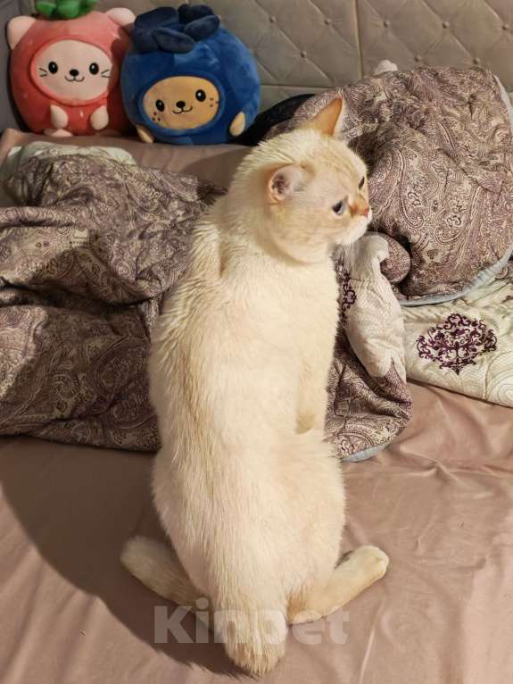 Кошки в Москве: Кот британский Мальчик, 20 000 руб. - фото 6