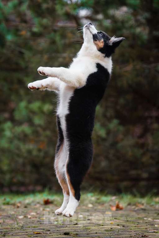 Собаки в Звенигороде: Щенки австралийской овчарки  Девочка, 50 000 руб. - фото 5