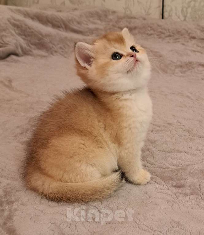 Кошки в Москве: Девочка золотая шотландская  Девочка, 60 000 руб. - фото 1