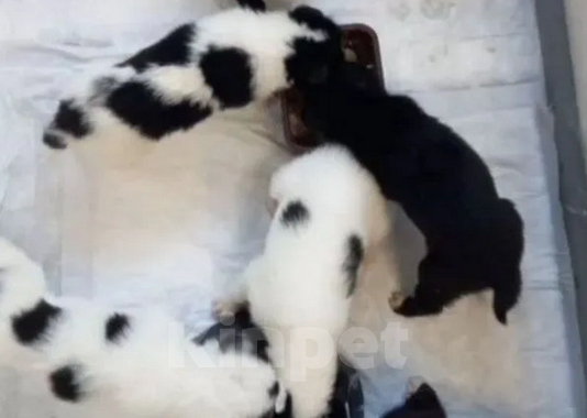 Собаки в Воскресенске: Щенки в добрые руки Разнополые, Бесплатно - фото 5