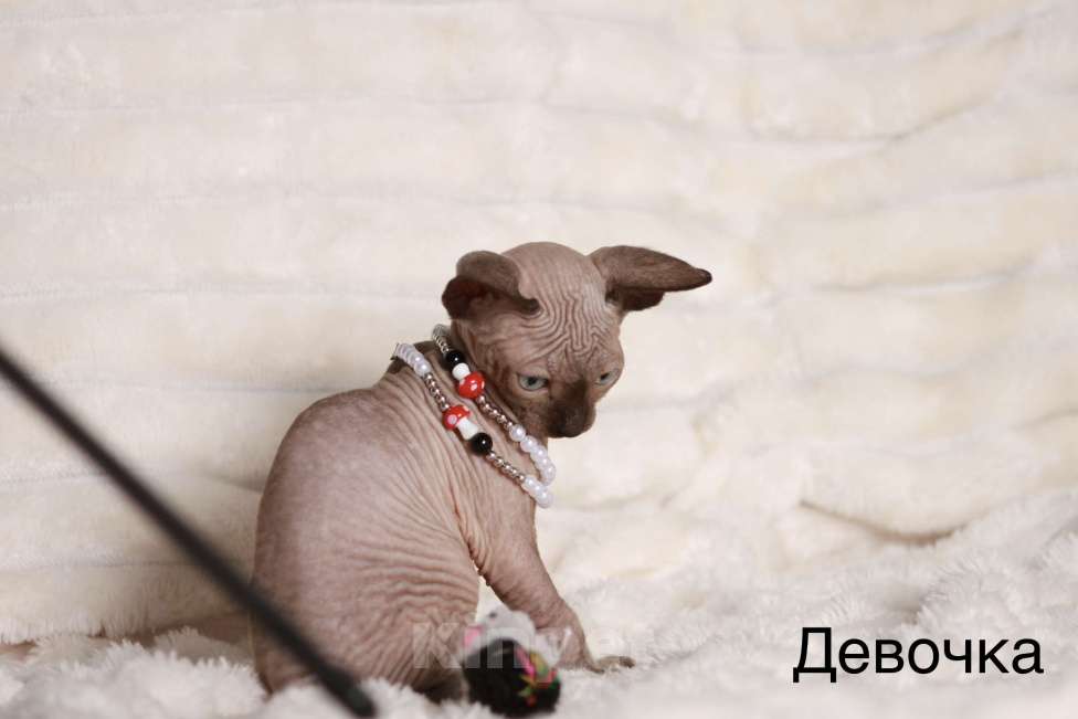 Кошки в других городах Московской области: Продаю котят канадского сфинкса Девочка, 25 000 руб. - фото 2