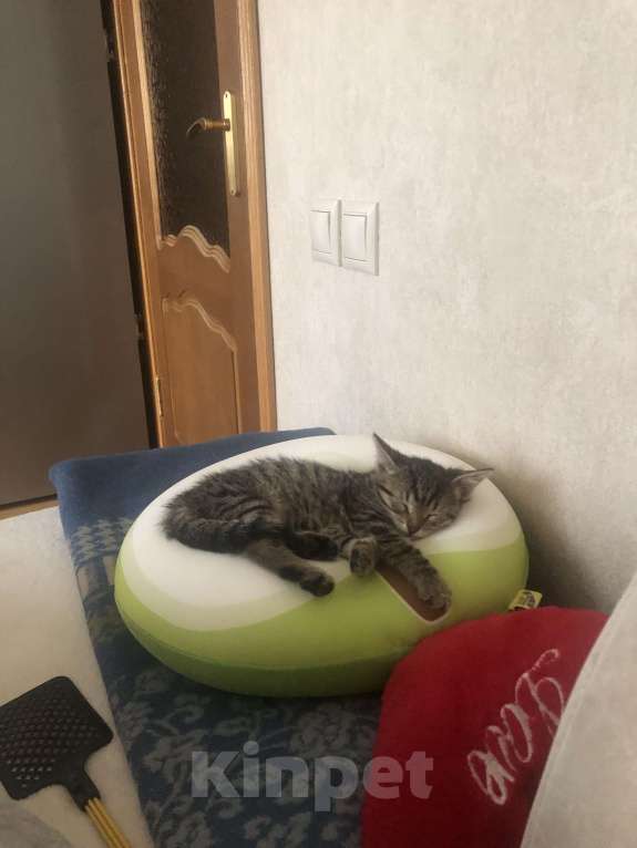 Кошки в Москве: Кошечка-Сонечка  Девочка, 1 руб. - фото 4