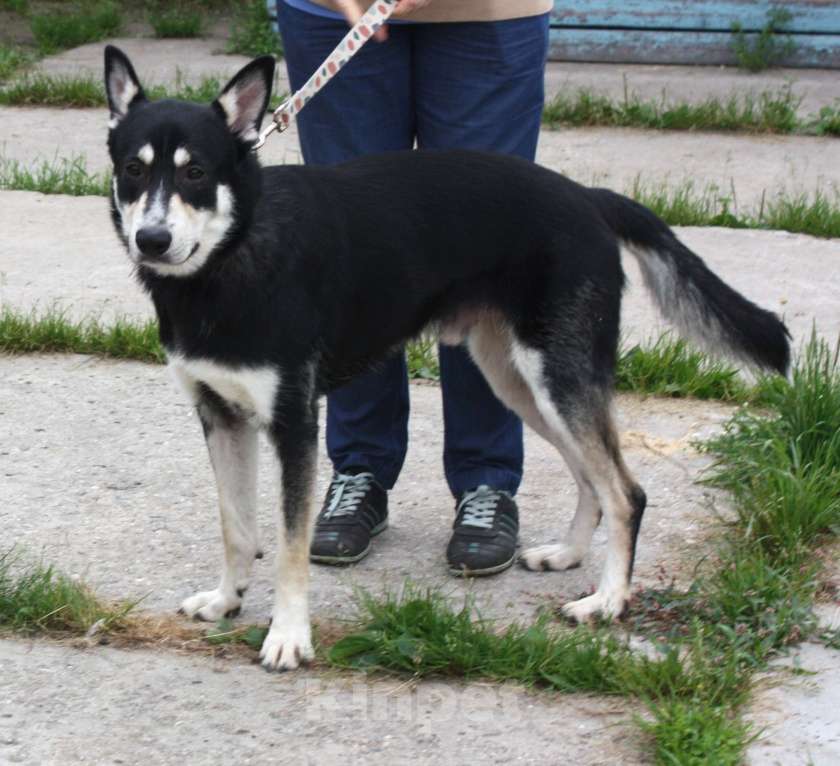 Собаки в Москве: Кекс в поисках своей родной семьи  Мальчик, Бесплатно - фото 7