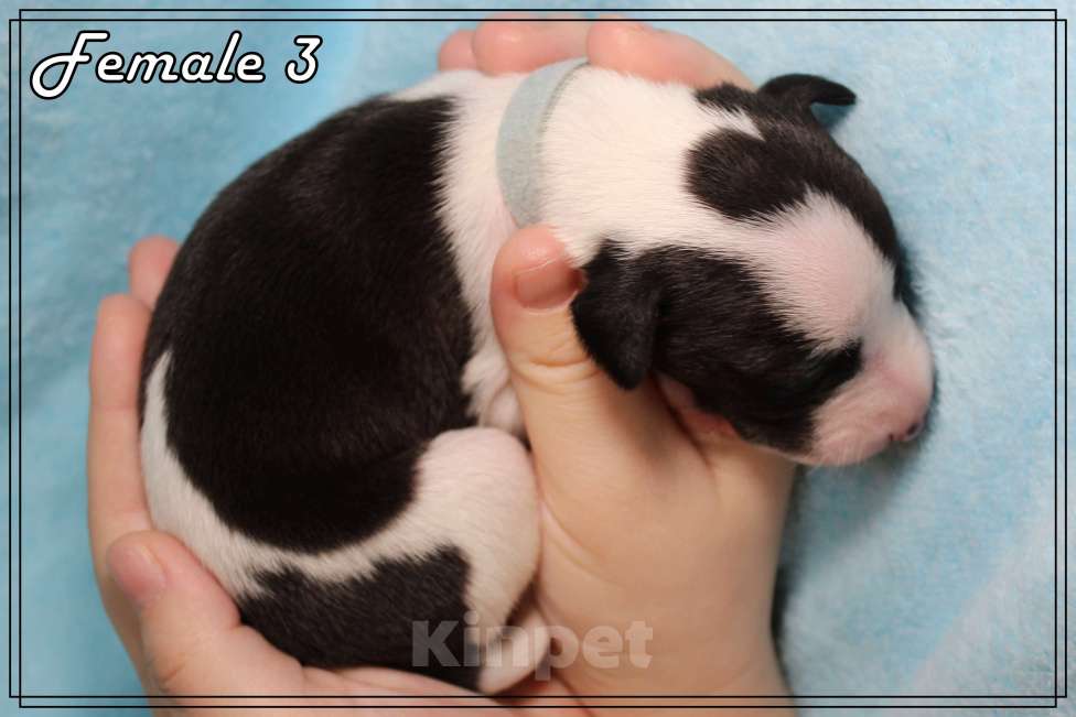 Собаки в Москве: Элегантный щенок уиппета Девочка, Бесплатно - фото 9