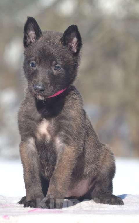 Собаки в Москве: Щенки Малинуа Разнополые, Бесплатно - фото 6
