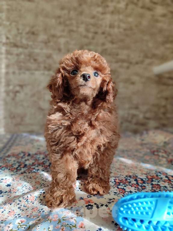 Собаки в Джанкое: Щенок той пуделя шоу класса. От  титулованных родителей с генетическими тестами. Родословная РКФ.  Мальчик, 100 000 руб. - фото 2