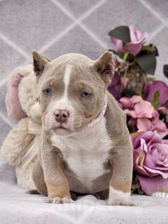 Собаки в Москве: Девочка американский булли Девочка, 80 000 руб. - фото 3