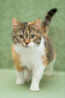 Габи ищет дом