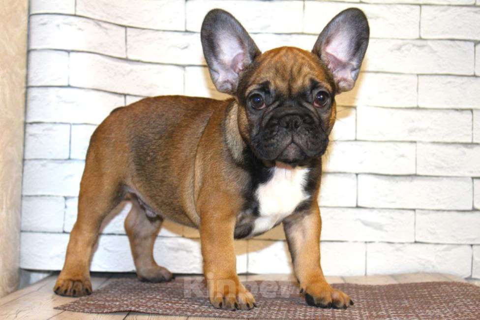 Собаки в Нижнем Новгороде: Французский бульдог Мальчик, Бесплатно - фото 4