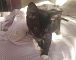 Кошки в Кораблино: Миленькие котята в добрые руки, Бесплатно - фото 6