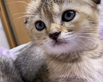 Кошки в Красногорске: Шотландские котята , 15 000 руб. - фото 10