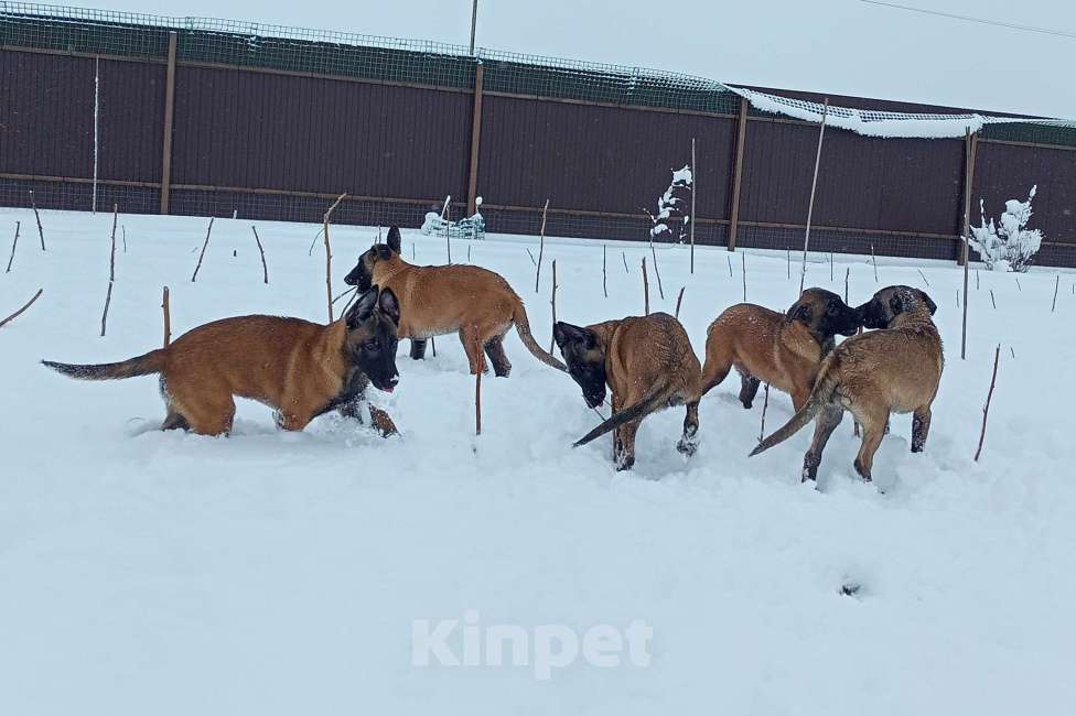 Собаки в Пятигорске: Бельгийская овчарка Малинуа Разнополые, 20 000 руб. - фото 2