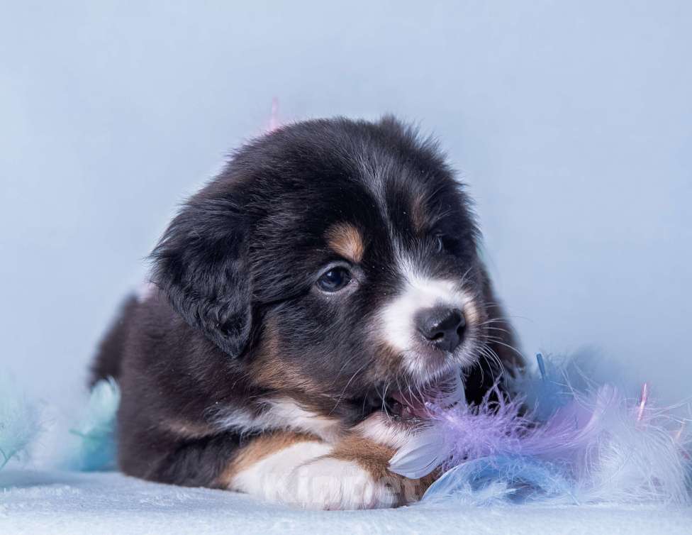 Собаки в Москве: Щенок Миниатюрной американской овчарки Девочка, Бесплатно - фото 3