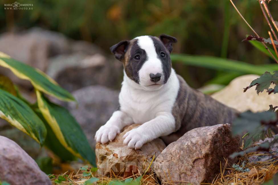 Собаки в Москве: Миниатюрный бультерьер щенок Мальчик, Бесплатно - фото 3