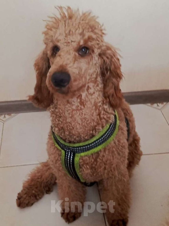 Собаки в Москве: Малый (средний) пудель Девочка, 60 000 руб. - фото 2