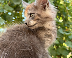 Кошки в Сальске: Котенок мейн кун Мальчик, 25 000 руб. - фото 1