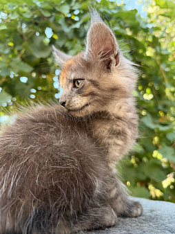 Котенок мейн кун