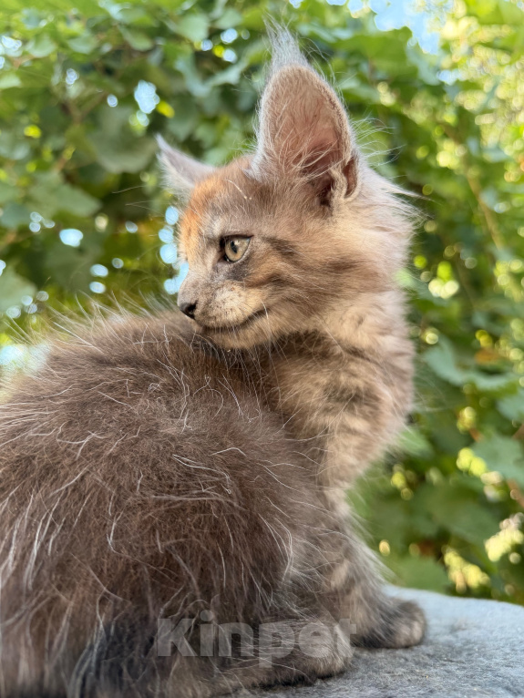 Кошки в Сальске: Котенок мейн кун Мальчик, 25 000 руб. - фото 1