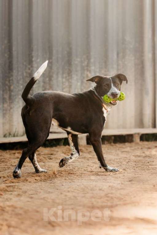 Собаки в Москве: Цирковой пёс Барни в добрые руки Мальчик, 1 руб. - фото 10