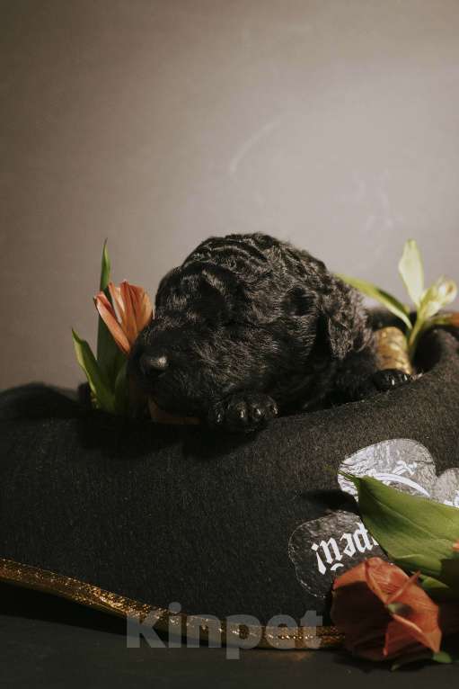 Собаки в Москве: EMY DRYOMA Испанская водяная собака Девочка, 170 000 руб. - фото 6