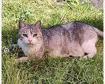 Кошки в Омске: ПРОПАЛ КОТ ВОЗНАГРАЖДЕНИЕ ЗА ЖИВОГО КОТА 20 000 руб. Мальчик, 20 000 руб. - фото 1