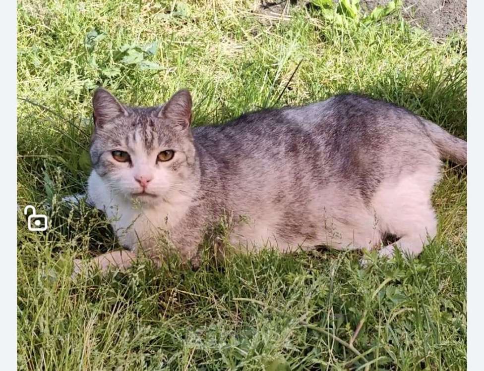Кошки в Омске: ПРОПАЛ КОТ ВОЗНАГРАЖДЕНИЕ ЗА ЖИВОГО КОТА 20 000 руб. Мальчик, 20 000 руб. - фото 1