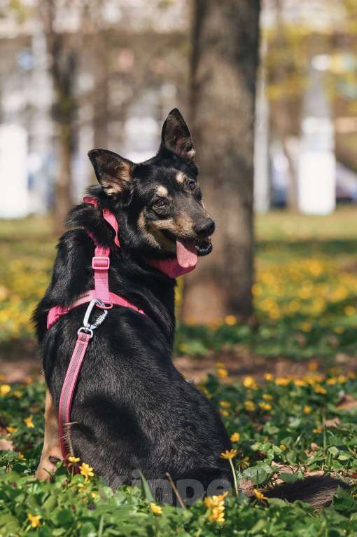Собаки в Москве: Нежная Нуара в поисках дома Девочка, Бесплатно - фото 7