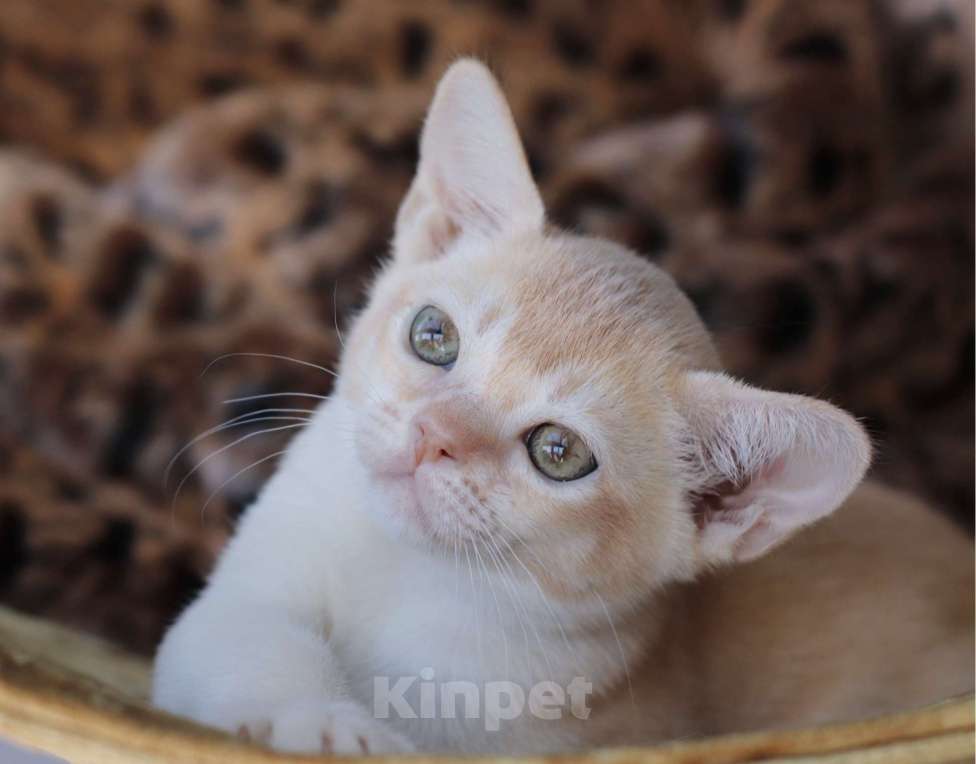 Кошки в Нижнем Новгороде: Бурманский котенок Мальчик, Бесплатно - фото 4