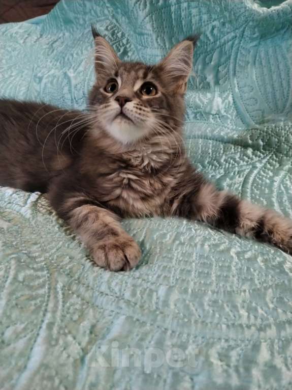 Кошки в Петрозаводске: Котята мейн-кун  Девочка, Бесплатно - фото 6