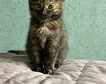 Кошки в Подольске: Котенок в добрые руки Девочка, Бесплатно - фото 1