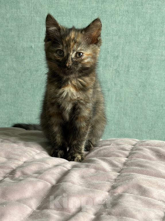 Кошки в Подольске: Котенок в добрые руки Девочка, Бесплатно - фото 1
