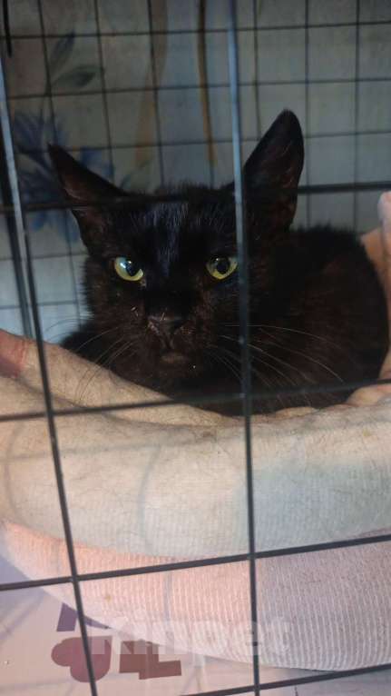 Кошки в Санкт-Петербурге: Флорида Девочка, Бесплатно - фото 1