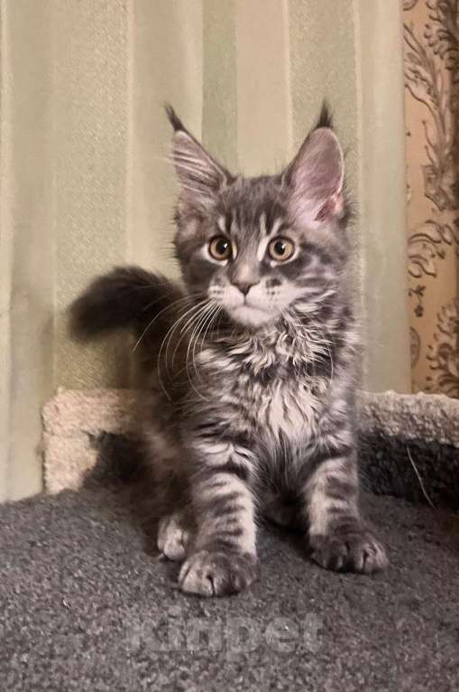 Кошки в Санкт-Петербурге: Продаю девочку от породистых родителей мейн-кун Девочка, 30 000 руб. - фото 1